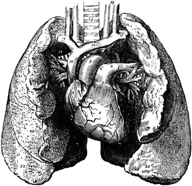 Discrepancies In Lung Size