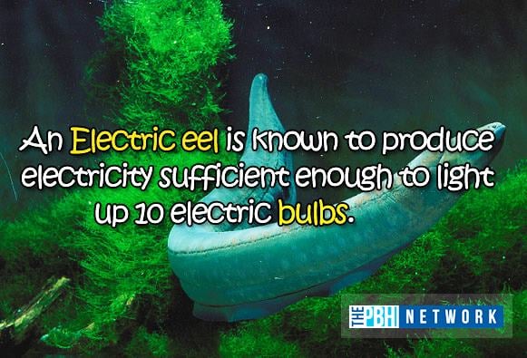 amazing-facts-ocean-animals-electric-eel.jpg