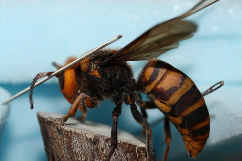 Deadliest Animals Asian Hornet