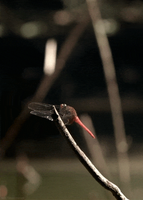 Naturaleza GIFs Dragonfly