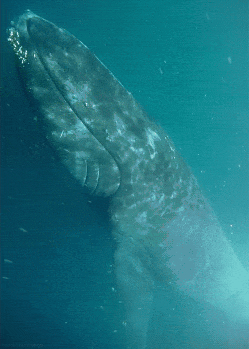 GIF Whale
