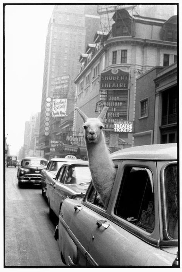 Underrated Iconic Photos Llama Time Square