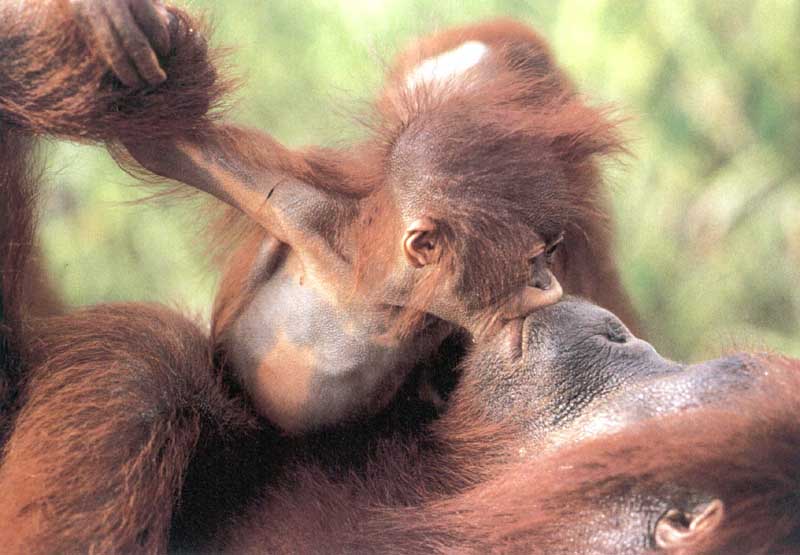 Kissing Primates