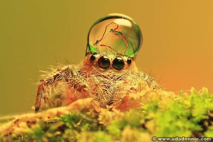[Image: jumping-spider-water-drops-playful.jpg]