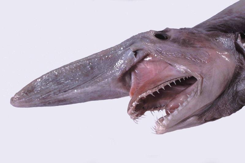 Goblin Shark Bizarre Ocean Creatures