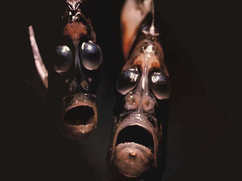 Bizarre Ocean Creatures Hatchet Fish