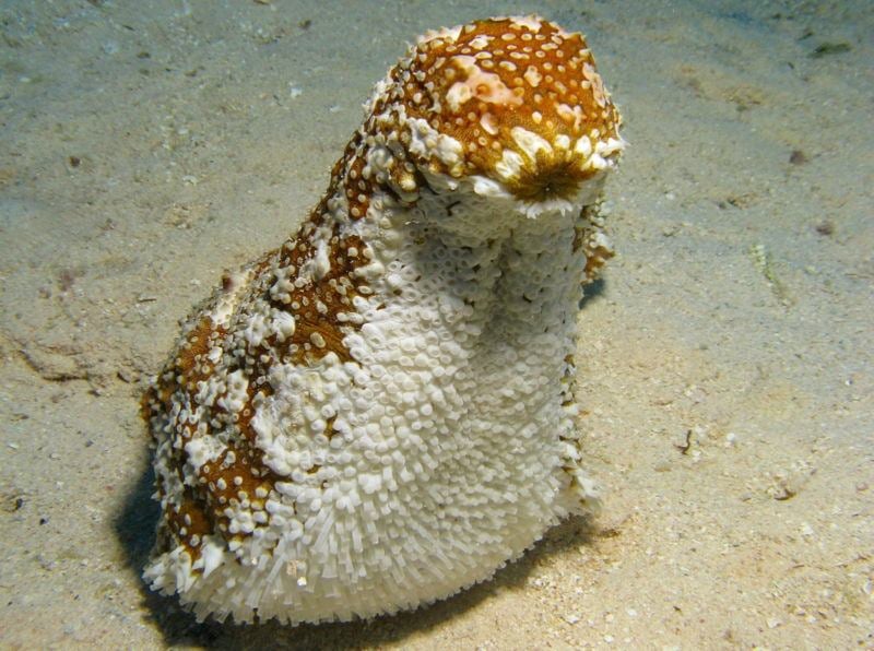 Sea Cucumber Bizarre Ocean Animals
