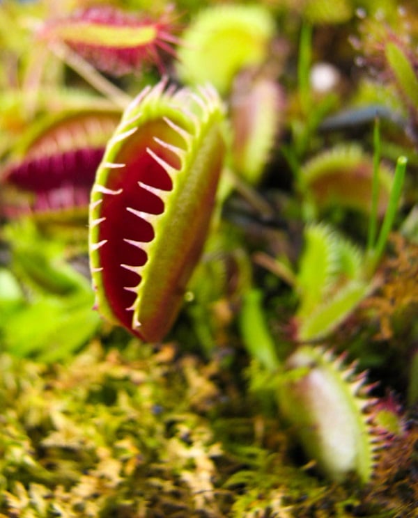 carnivorous-plants-venus-flytrap.jpg