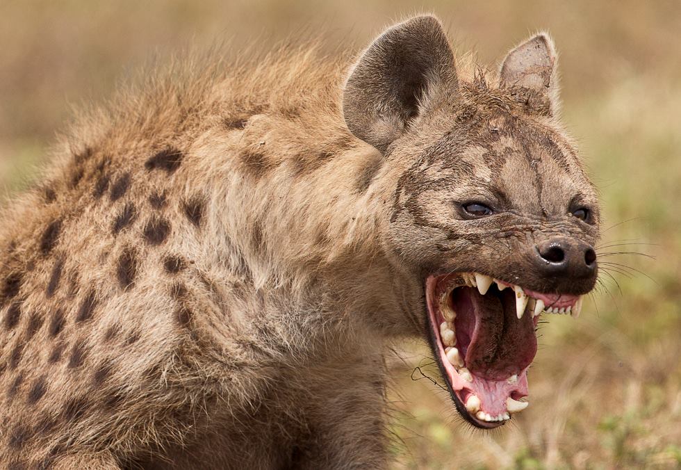 hyena-photograph.jpg