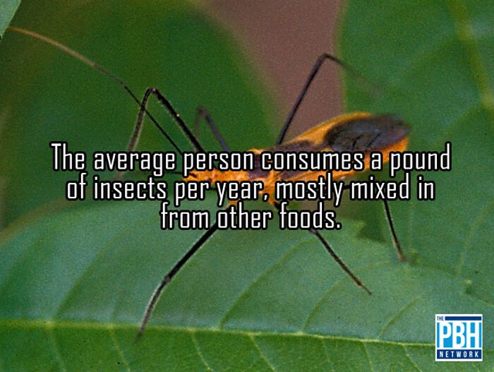 Average Human Consumes Insects