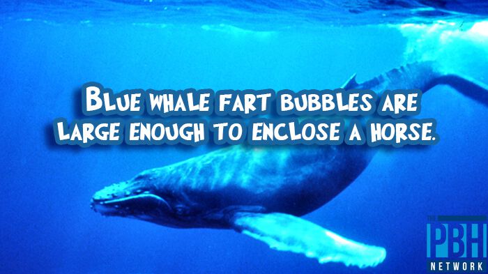 Blue Whale Fart Bubbles