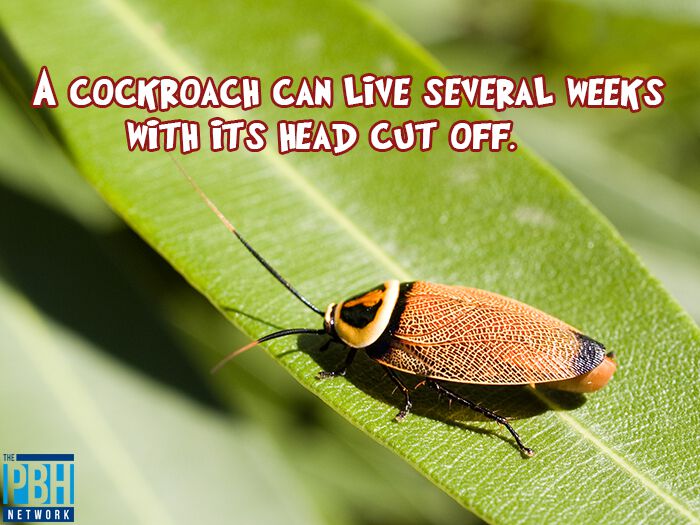 Headless Cockroaches