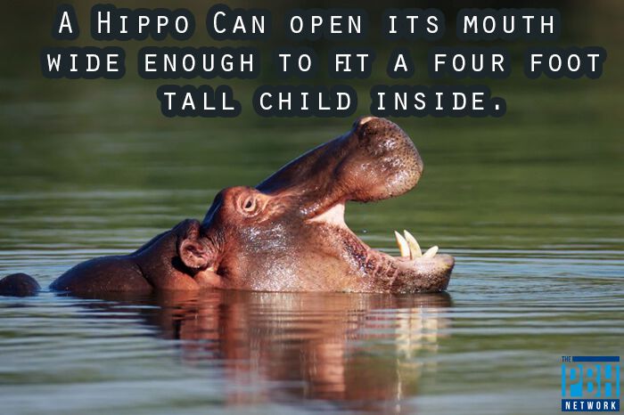 Hippo's Mouth