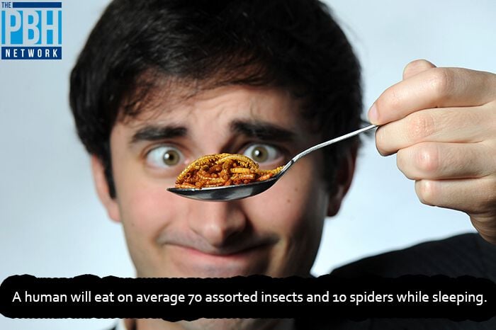 Insects Eaten During Sleep
