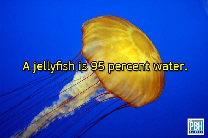 Jellyfish Are 95 Percent Water