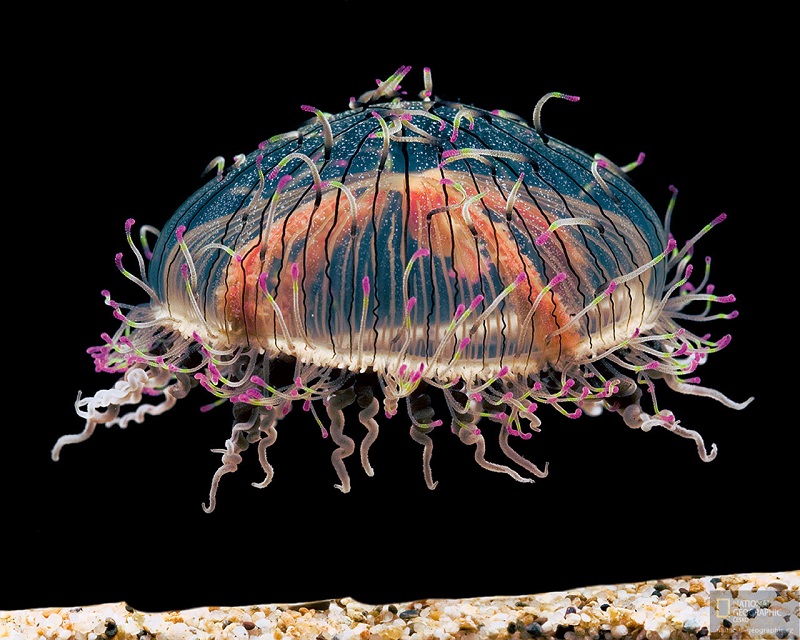 Bizarre Facts About Jellyfish Rare Flower Hat Jelly