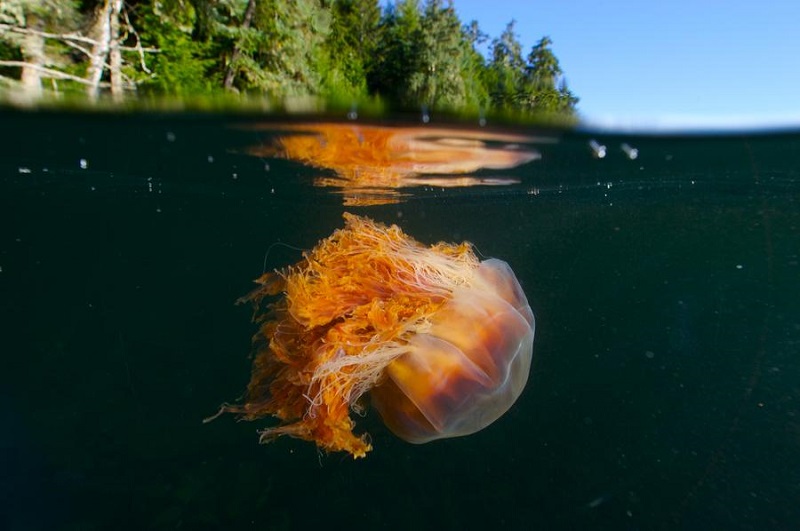 Bizarre Facts About Jellyfish Lion's Mane