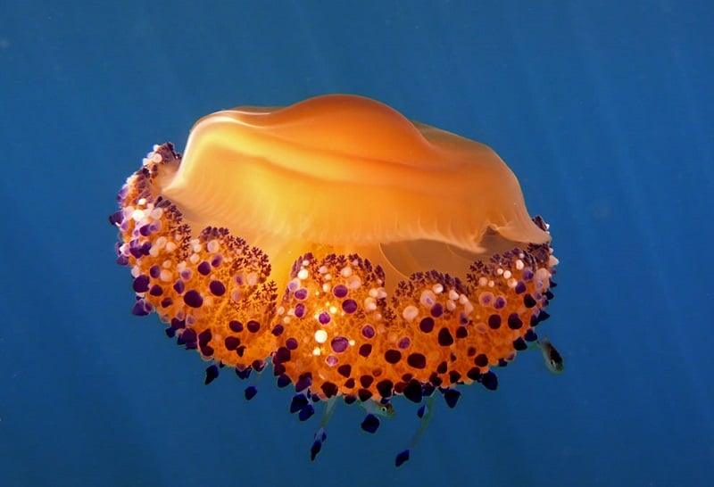 Bizarre Facts About Jellyfish Like Medusa Cassiopea