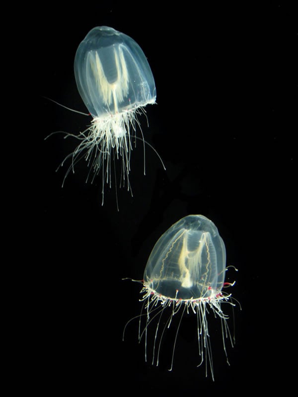 Transparent Jellyfish
