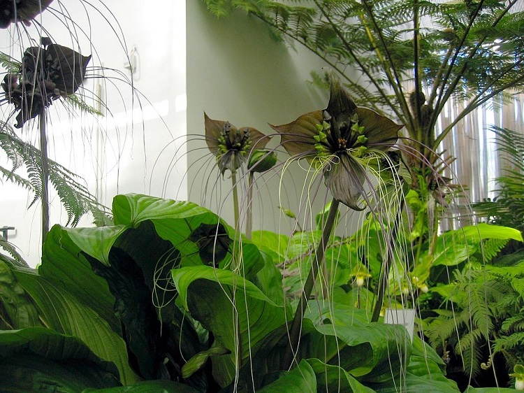 Fascinating Plants Bat Flower Group