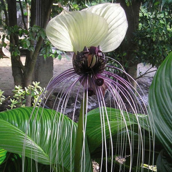 Fascinating Plants Bat Flower White