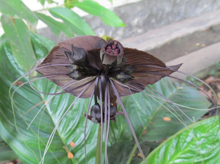 Fascinating Plants Bat Flower