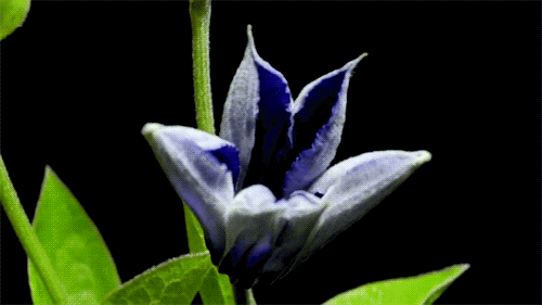 Image result for Violet flower gif