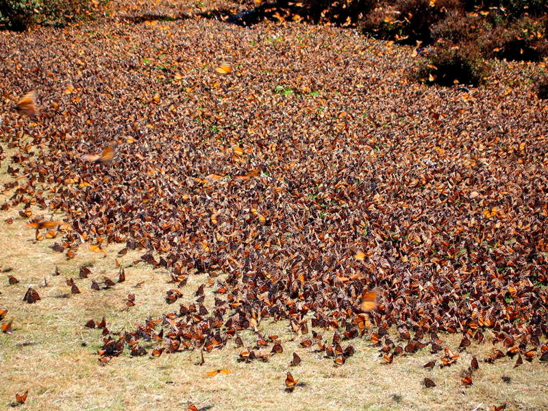 Amazing Natural Events Butterfly Swarm