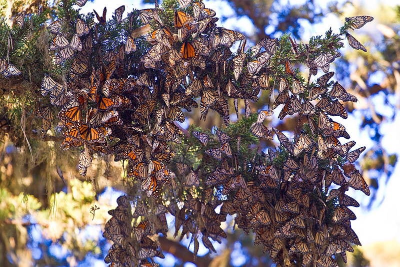 Amazing Natural Events Monarch  Migration
