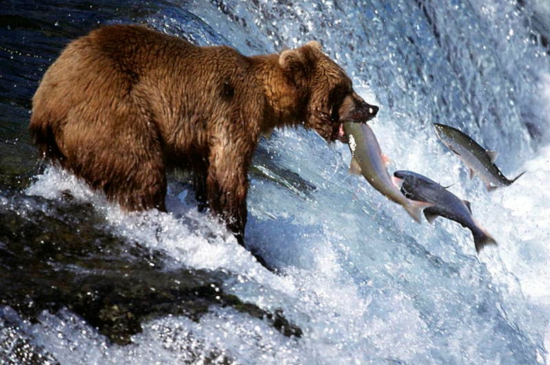 Amazing Natural Events Salmon Bear