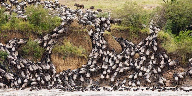 Amazing Natural Events Serengeti Wildebeest