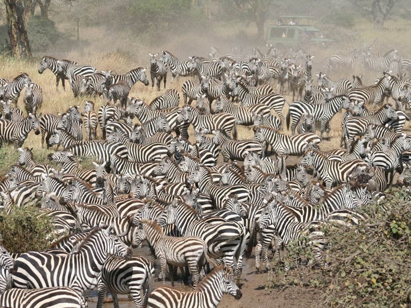 Amazing Natural Events Serengeti Zebras