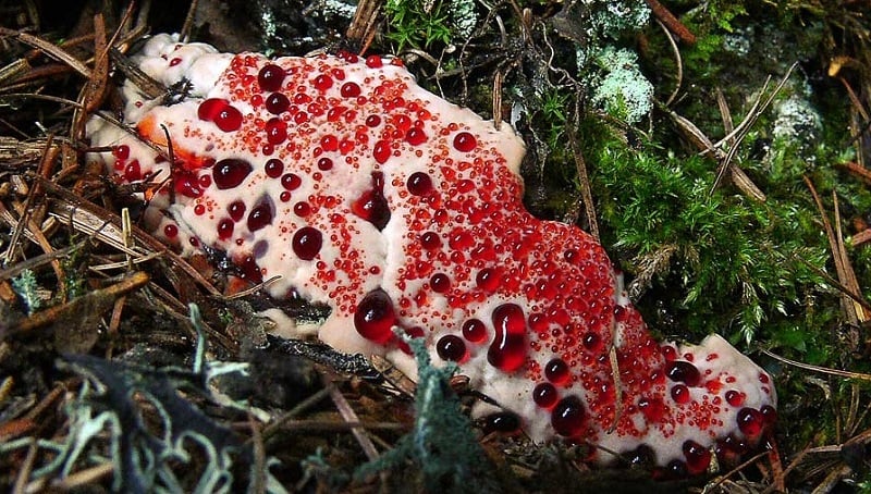 http://all-that-is-interesting.com/wordpress/wp-content/uploads/2014/03/bizarre-mushroom-hydellum-peckii.jpg