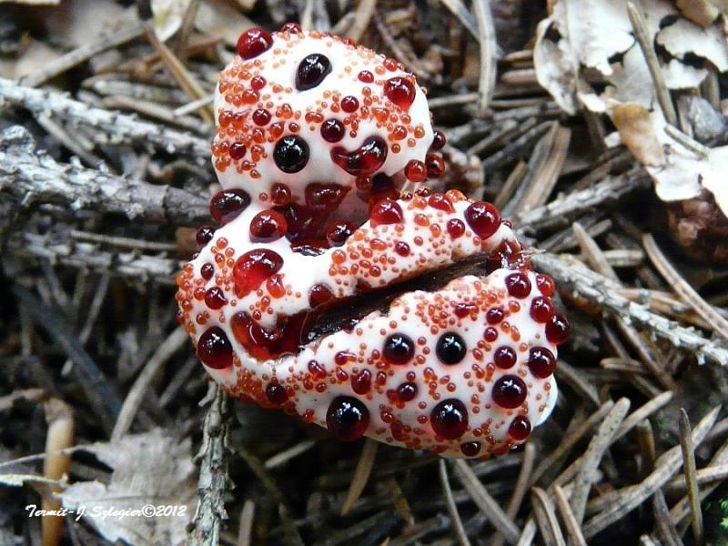 http://all-that-is-interesting.com/wordpress/wp-content/uploads/2014/03/bizarre-mushroom-hydnellum-peckii-blood.jpg