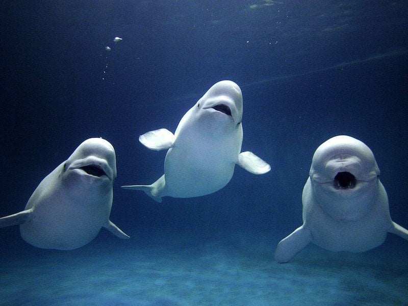Cetacean Intelligence Beluga Whales