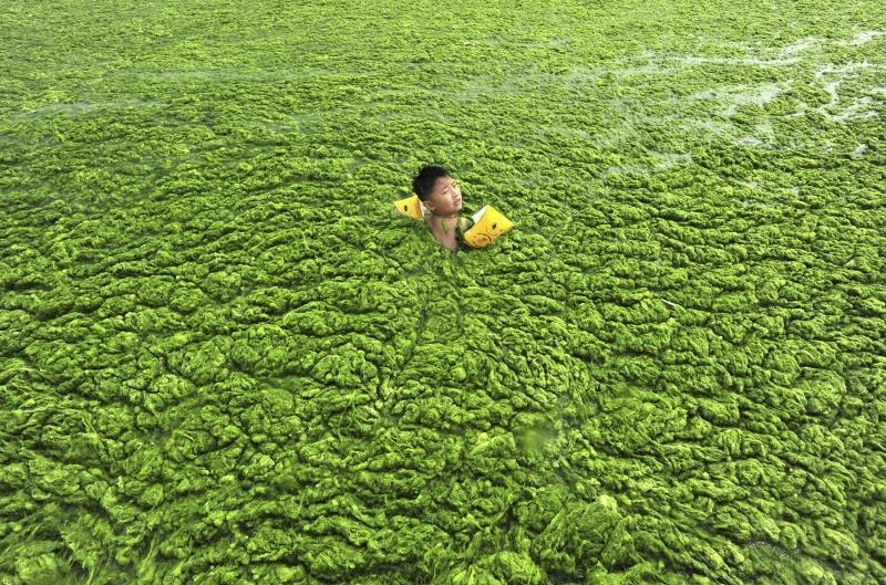 Boy Swimming In Algal Blooms