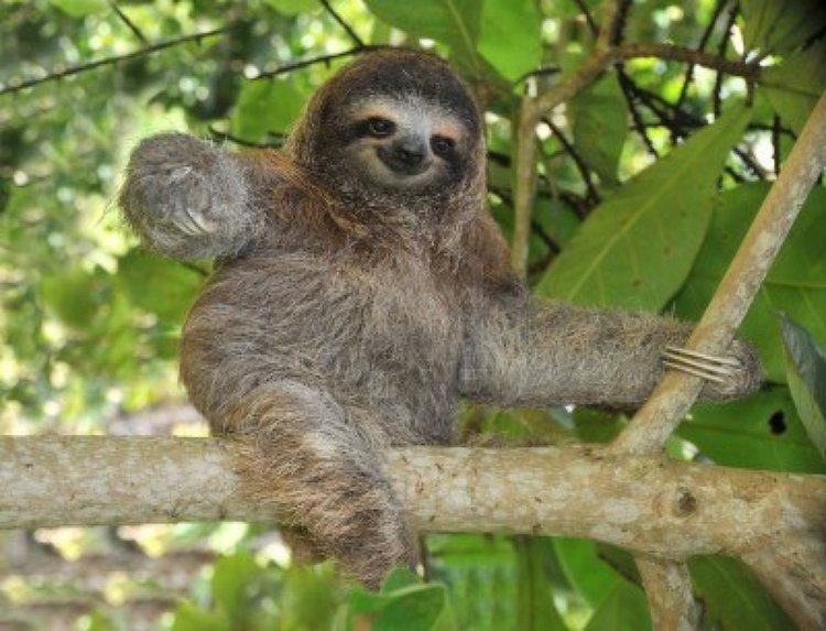 http://all-that-is-interesting.com/wordpress/wp-content/uploads/2014/09/rare-sloth-fish.jpg