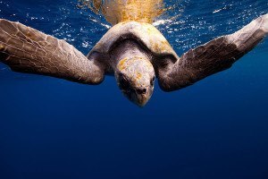 underwater animal photography sea turtle