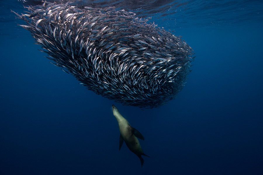 underwater animal photography seal feeding