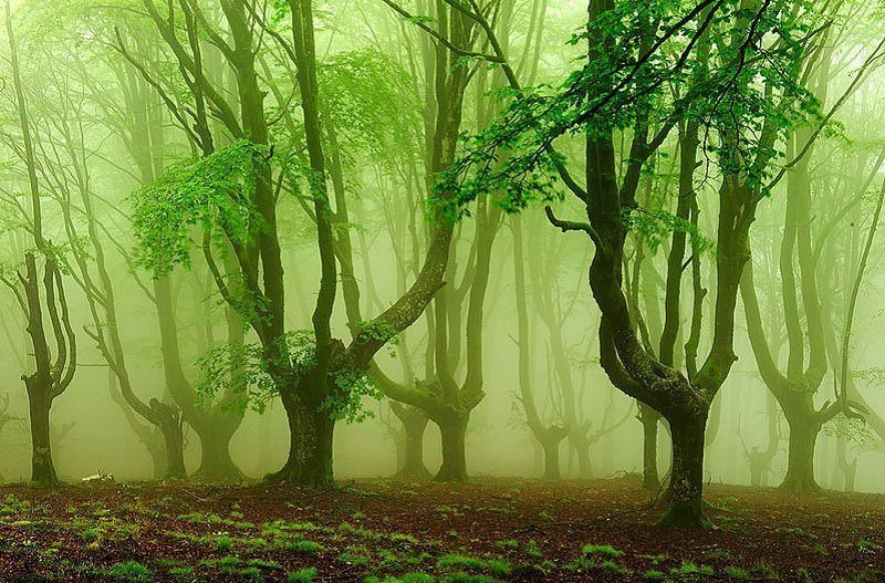 Eerie Forest in Fog
