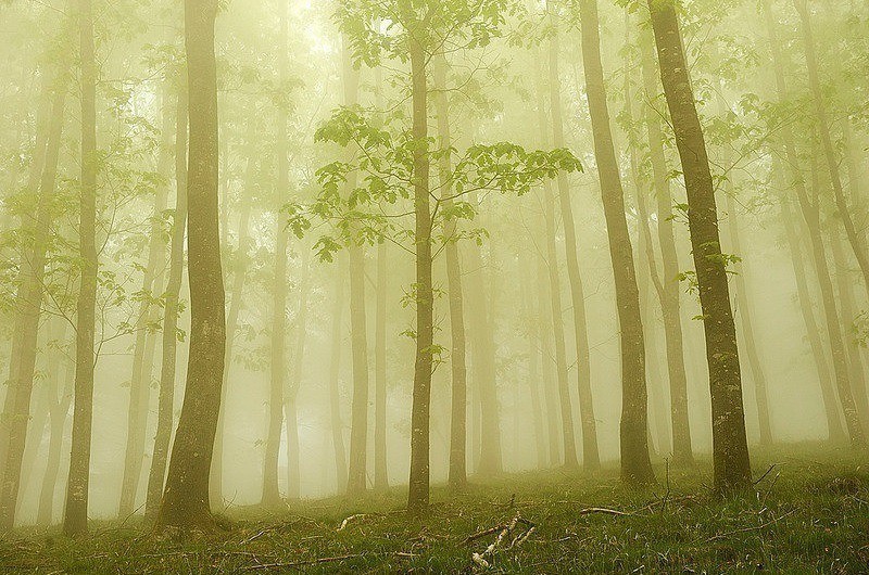 Eerie Forest Captures by Zapirain