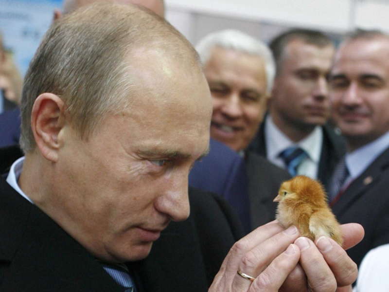Glamorous Putin Baby Bird