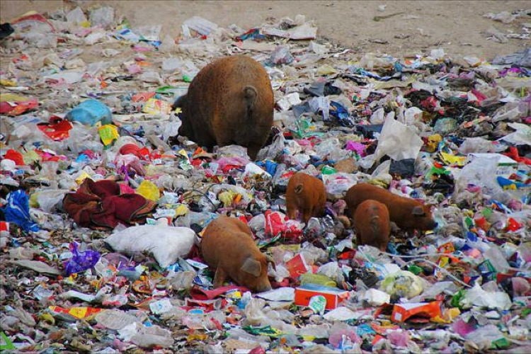 Littering In China Pigs