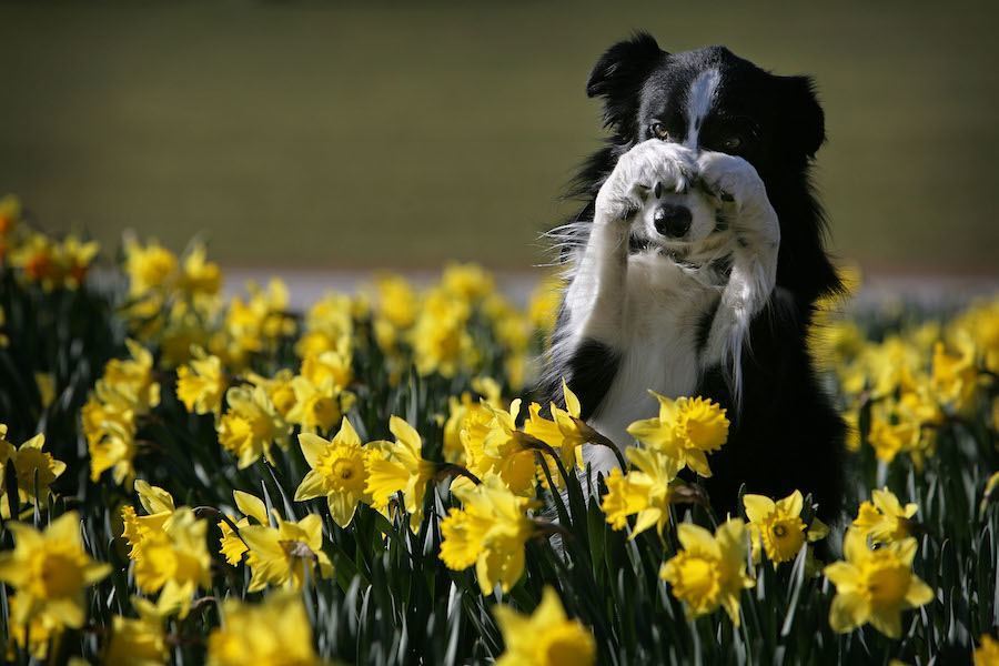 Image result for dog with spring flower