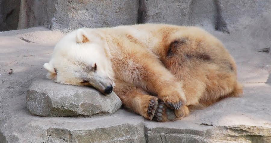 grizzly-polar-bear-hybrid.jpg