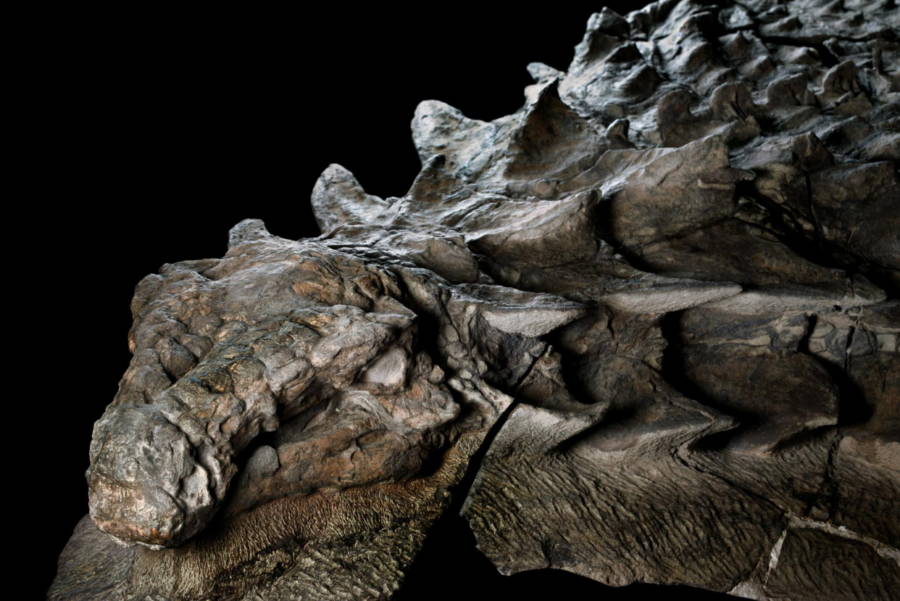 Nodosaur Fossil