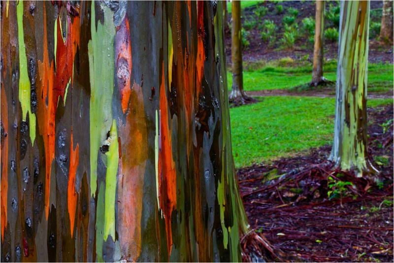 The World's Most Amazing Trees Rainbow Eucalyptus
