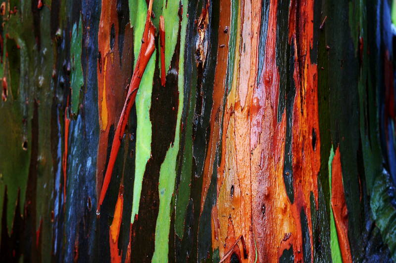 Rainbow Eucalyptus Tree Photograph