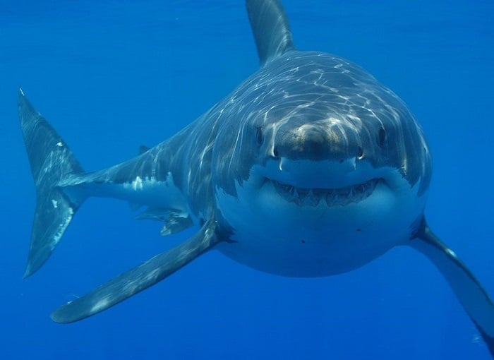 Coolest Sharks Great White Staring