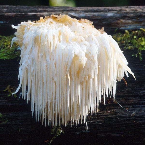 The 7 Most Bizarre Mushroom and Fungi Species In... - All That Is Interesting